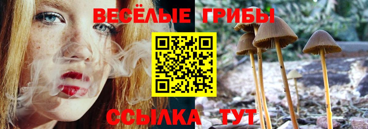 Знаменск  Галлюциногенные грибы ЛСД  Галлюциногенные грибы Psilocybe  Вход с VPN 